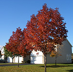 Fall 2008